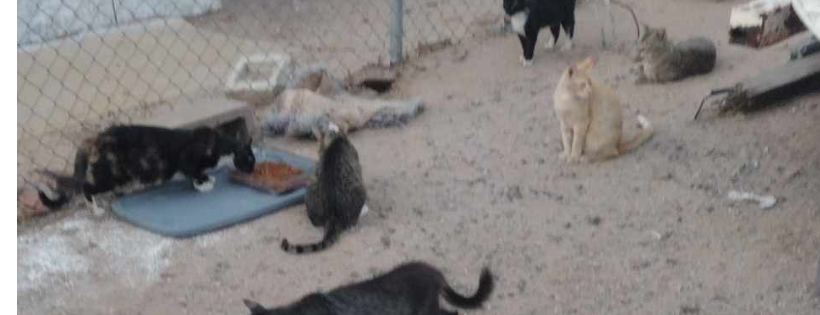 Cats Action Team