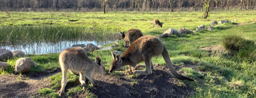 Badgerys Creek Wildlife Sanctuary Inc