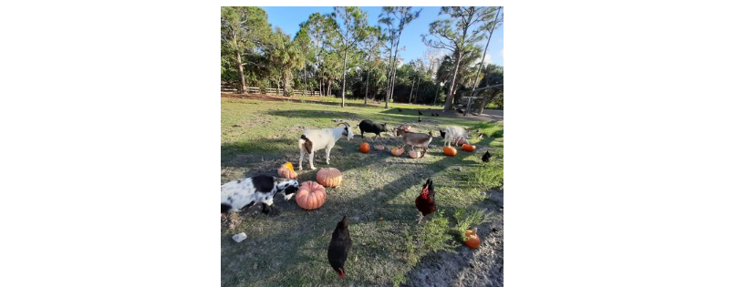 Pigs & Pals Farm Rescue, Inc.
