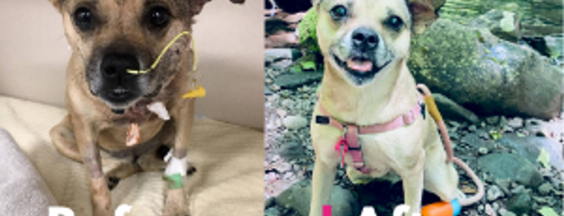 NYC Second Chance Rescue