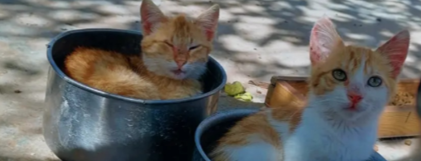 Moroccan Animal Welfare Support Souss SCIO