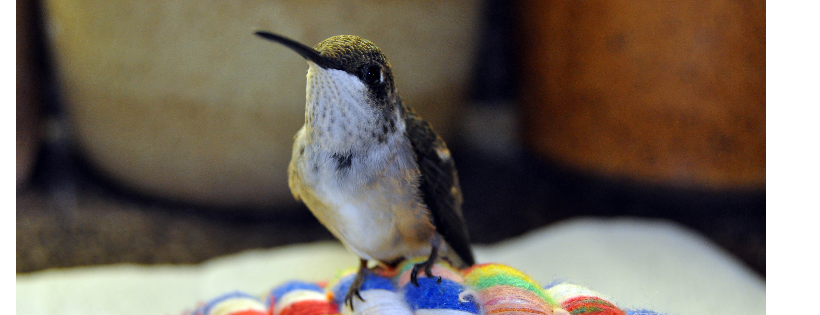 Help Wild Birds