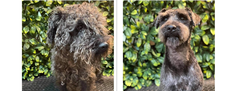 Patterdale & Lakeland Terrier Rehome UK