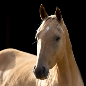 Akhal-Teke Foundation
