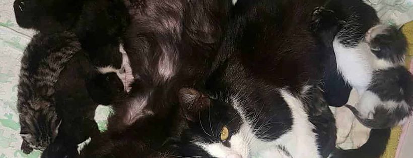 Paws Cat Rescue
