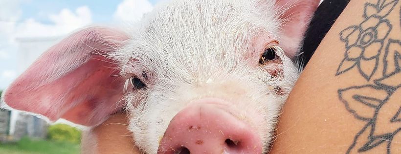 Kanda Farm Sanctuary Inc