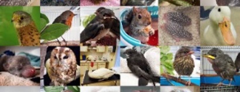HART Wildlife Rescue
