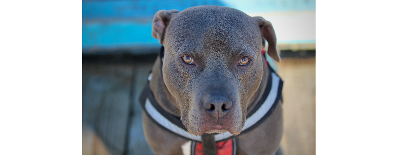 Puca's Pack Rescue