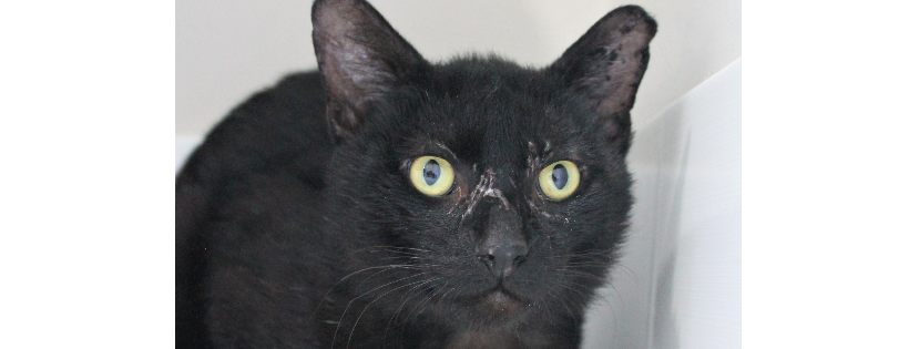 The Mad Catters Feline Rescue Inc.