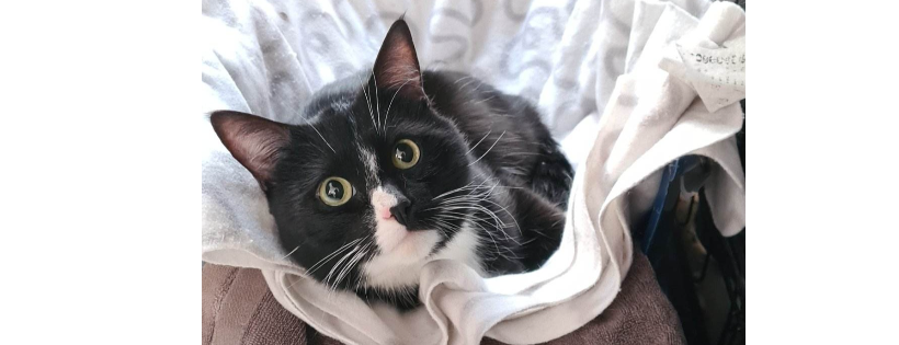 Kitty Rescue Bury