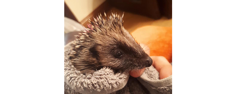 Wildlife rescue cork