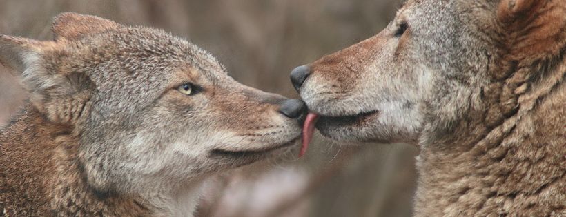 Wolf Conservation Center