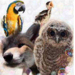 Woodys wildlife rescue