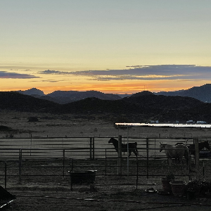 Tecate Horse Rescue Inc Logo