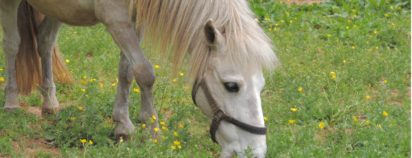 Omega Horse Rescue