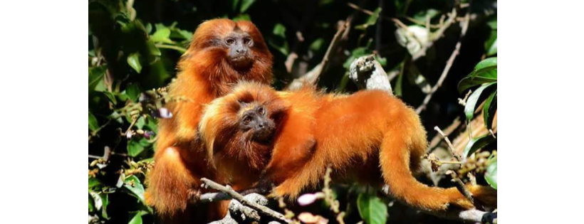Save the Golden Lion Tamarin