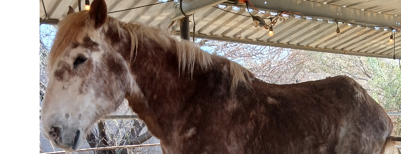 Serenity Stables