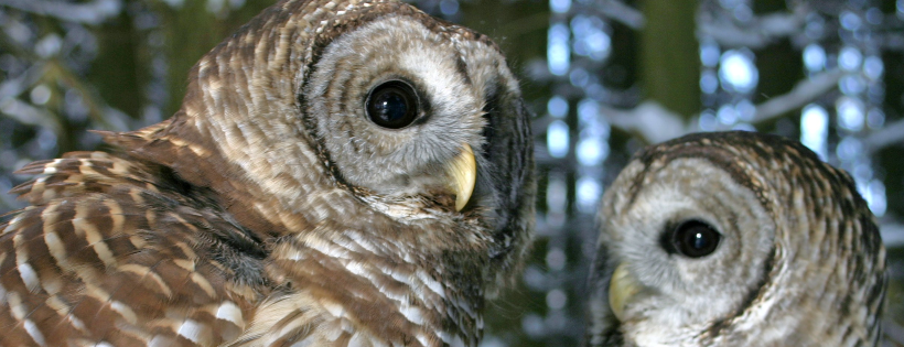 Medina Raptor Center