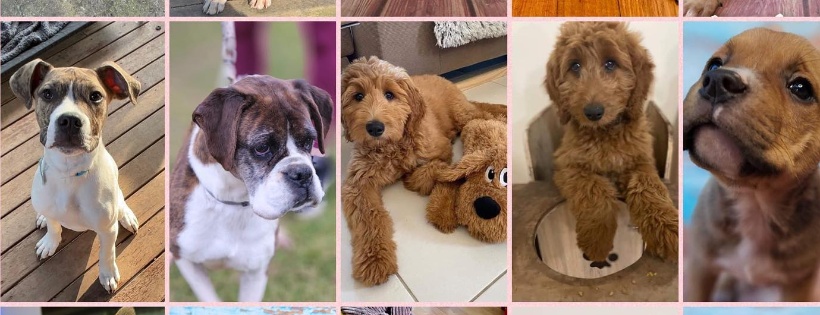All 4 Paws Dog Rescue