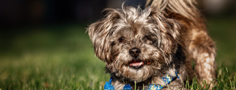 Leia's Hope Canine Rescue