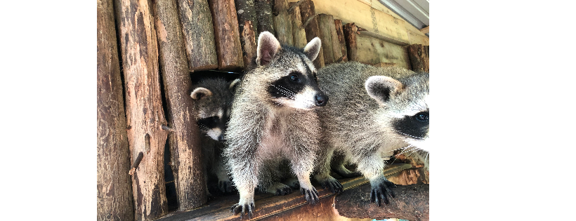 Saco River Wildlife Center