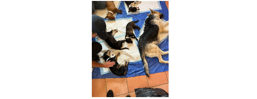 The DeTommaso Dogs