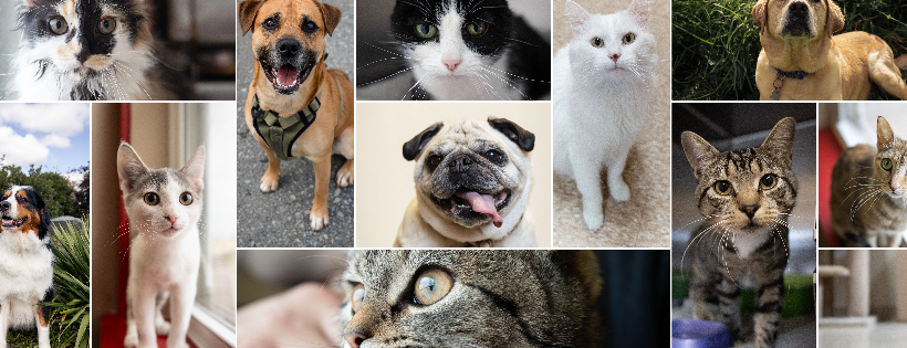 Bide Awhile Animal Shelter Society
