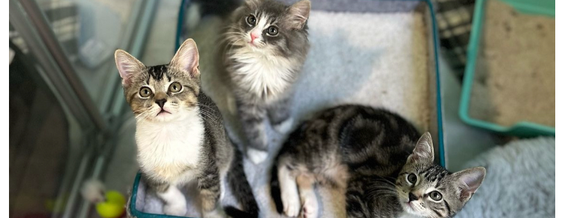 Saving Livy Cat Rescue