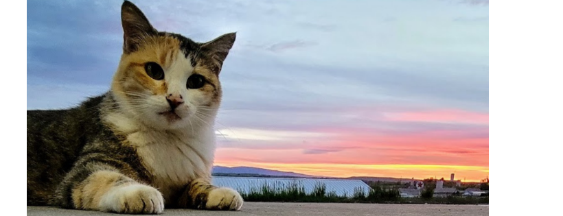 Second Chance Sheridan Cat Rescue