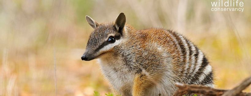 Australian Wildlife Conservancy