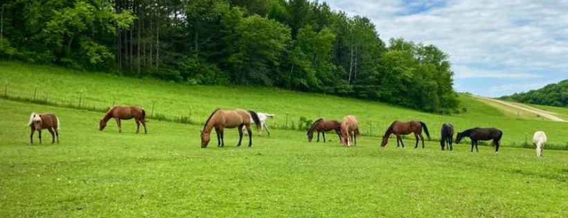 Just A Horse Rescue And Sanctuary, Inc.