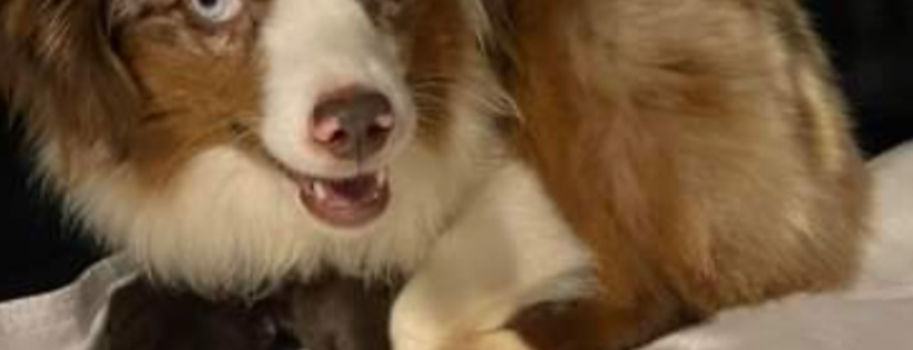 Amsterdog Rescue