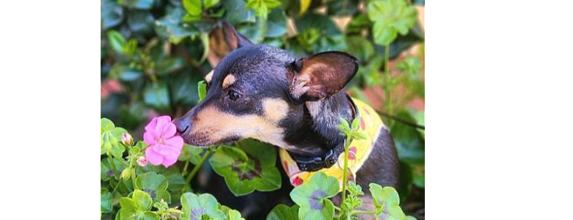 Sunny Oasis Rescue for Dachshund and Friends