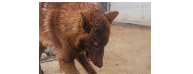 4 Corners Wolf Dog Rescue Sanctuary Inc