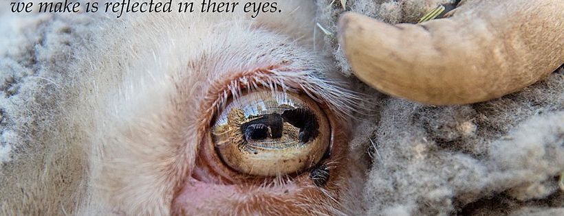 ANIMAL ACTIONIST LIMITED t/a HAPPY HOOVES FARM SANCTUARY