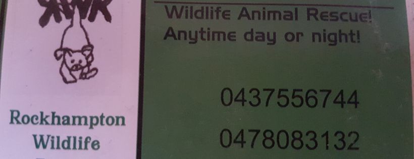 Rockhampton wildlife rescue