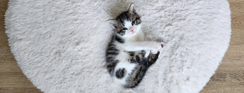 The Kitten Rescue Project