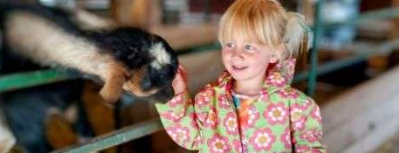 Domino's Farms Petting Farm
