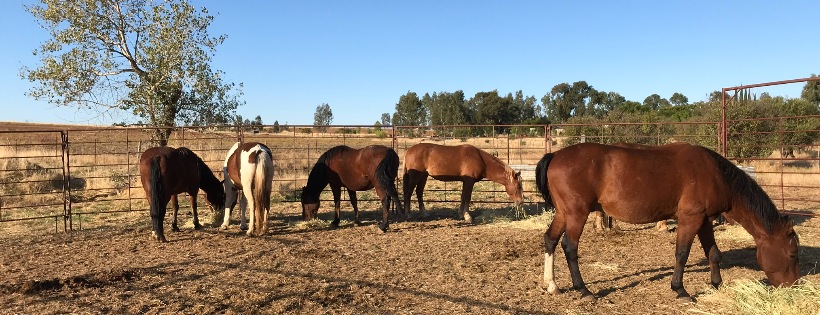 The Mustang Project, Inc
