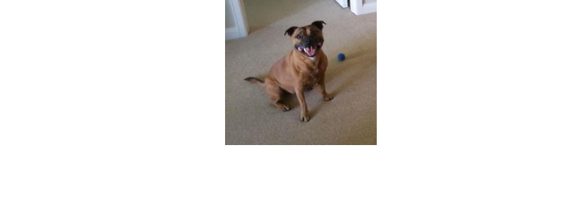 COZZE PAWS RESCUE