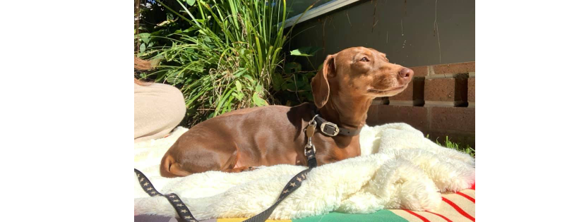 Dachshund IVDD Support Australia