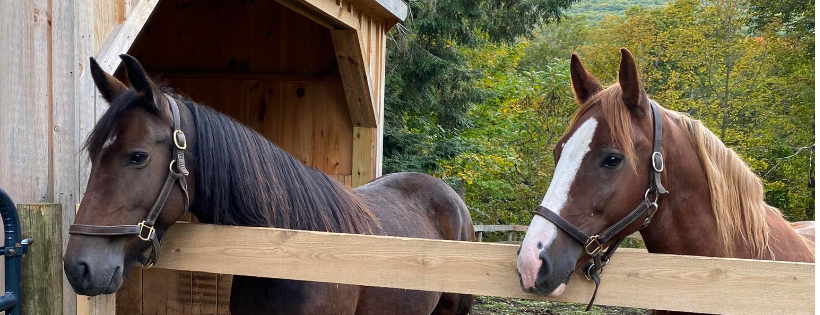 The Dorset Equine Rescue