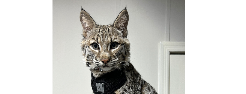 Izzy Wildlife Rescue & Rehab
