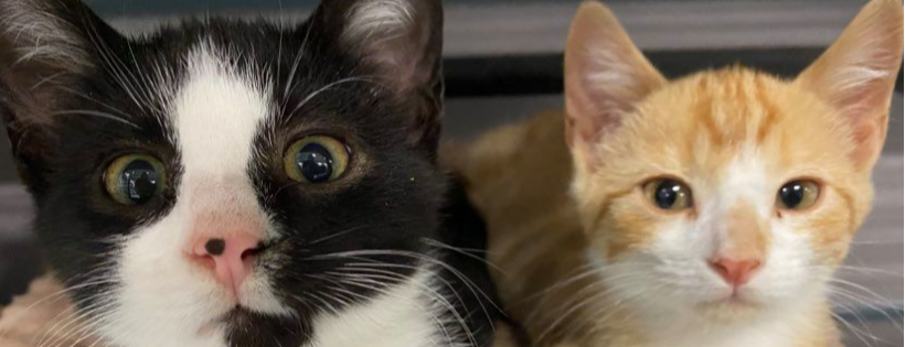 Second Chance Sheridan Cat Rescue