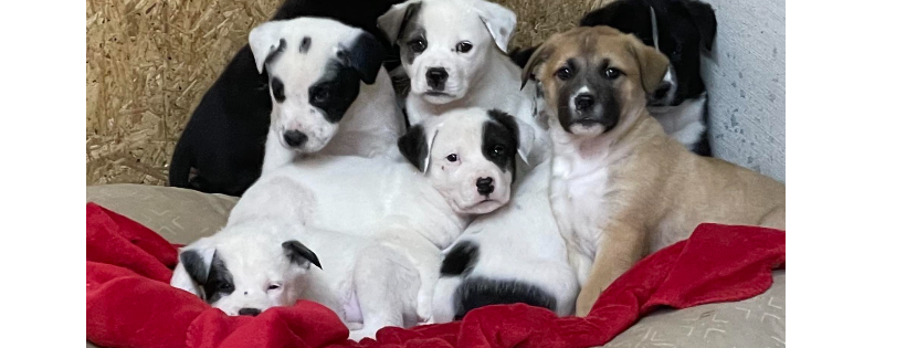 Holdenville Animal Lovers Organization, Inc.