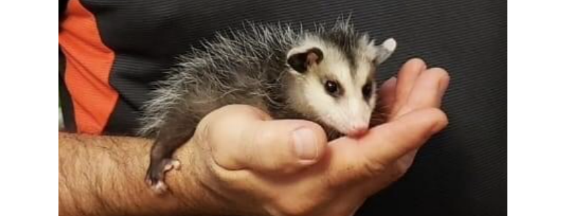 Wild Baby Raccoon Rescue