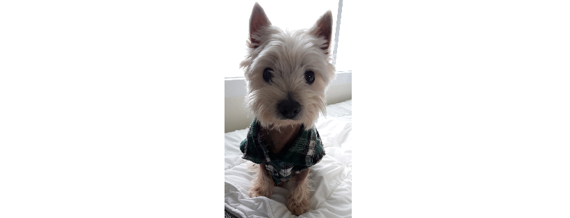 All Westie Rescue