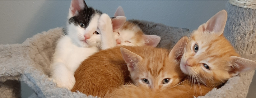 Hamilton County Animal Advocates