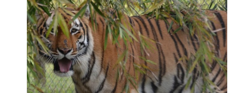 Elmira’s wildlife sanctuary