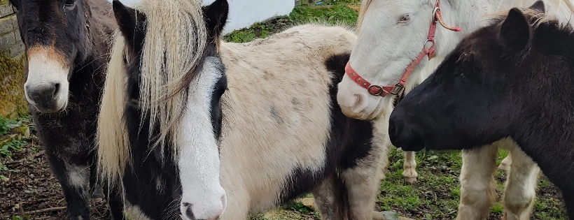 Equine welfare network (Equine Halfway House pony rescue and refuge)